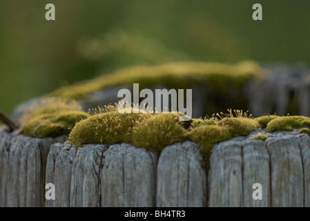Moos (Bryophyta) wachsen auf einem alten Holzpfahl. Stockfoto