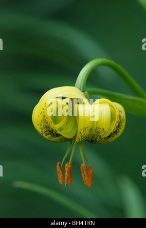 Gelbe turk's – Kappe Lilie (Lilium Pyrenaicum). Stockfoto