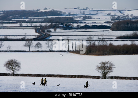 Fasan schießen. Kleine Dalby Estate. Leicestershire. Vereinigtes Königreich. Stockfoto