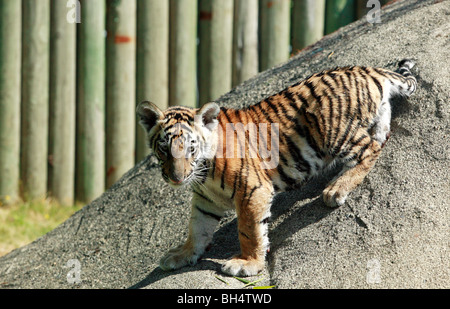 Ein junger bengalischer Tiger Cub, der im Cougar Mountain Zoo posiert Stockfoto