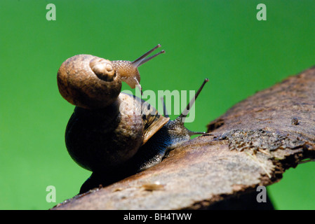 Zwei gemeinsame Schnecken (Helix Aspersa) mit gewickelten Shell auf einem Stück Baumrinde mit deutlich sichtbaren gerade Tentakeln. Stockfoto