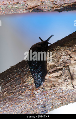 Schwarze Schnecke (Arion Ater) kriechen auf Baumstamm, hinterlässt eine Spur von Schleim. Stockfoto