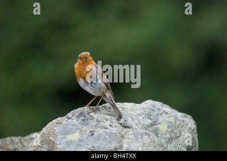 Neugierig schauenden Robin (Erithacus Rubecula) auf Stein hocken. Stockfoto