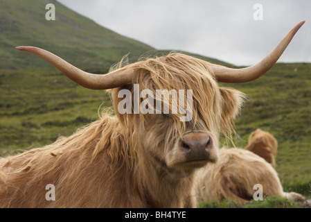 Hochlandrinder auf der Isle Of Skye. Stockfoto