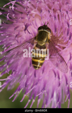 Wespe-wie Schwebfliege (Syrphus Ribesii) sammeln Nektar auf einer lila Distel (Onopordum Compositae). Stockfoto