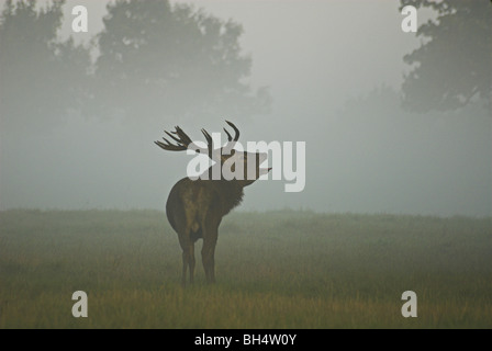 Rothirsch (Cervus Elaphus) Hirsch Berufung in den frühen Morgennebel während der Brunftzeit. Stockfoto