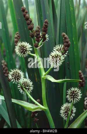 Portraitbild verzweigte Bur-reed Pflanze (Sparganium Erectum) Stockfoto