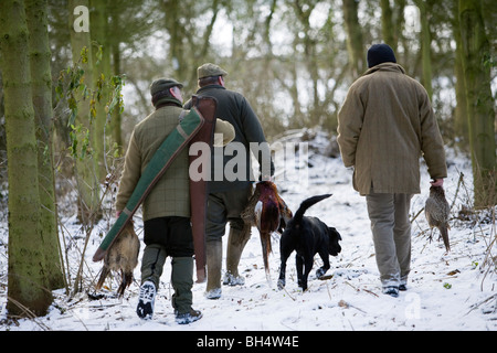 Fasan schießen. Kleine Dalby Estate. Leicestershire. Vereinigtes Königreich. Stockfoto