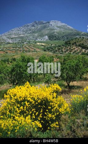 Weitwinkel Landschaft Anzeigen der spanische Ginster (Spartium Junceum) wächst in einem bergigen Kalkstein Lebensraum. Stockfoto