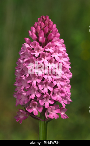 Nahaufnahme der Blütenstand der Pyramiden-Orchidee (Anacamptis Pyramidalis) wächst in einem Kreide-Lebensraum. Stockfoto