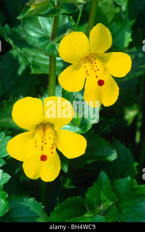 Nahaufnahme einer Monkeyflower (Mimulus Guttatus) wächst auf einer nassen Wiese. Stockfoto
