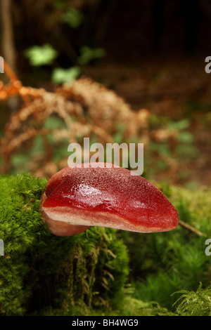 Ein junges Beispiel für ein Beefsteak-Pilz (Fistulina Hepatica) aus Moos wachsen bedeckt Baumstumpf im Mischwald. Stockfoto