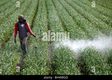 Ein Arbeiter sprüht Fungizid in einem Feld von Knoblauch, Constanza, Dominikanische Republik Stockfoto