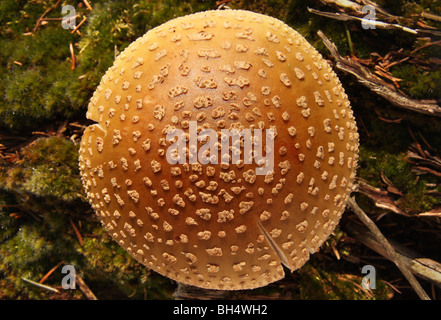 Draufsicht auf einen Panther GAP Pilze (Amanita Pantherina). Stockfoto