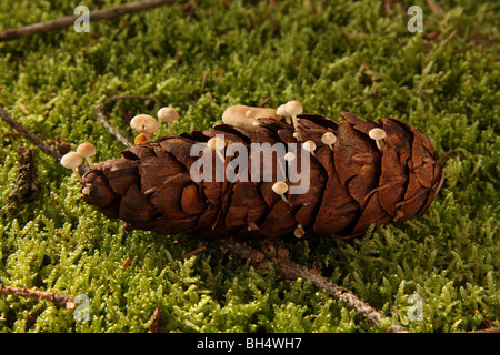 Sehr kleine Pilze wachsen auf einem Tannenzapfen auf einem Bett aus Moos. Stockfoto