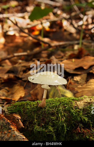 Ein einzelner Porzellan Pilz (Oudemansiella Mucida) auf das Moos wachsen bedeckt gefallenen Niederlassung in Laubwald. Stockfoto