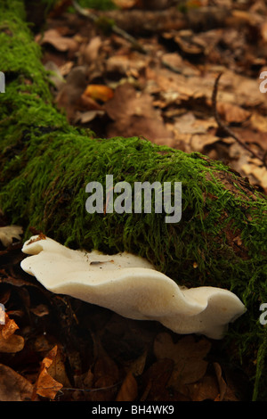 Einzelne große Tyromyces Stipticus Pilz auf einem Toten gefallenen Ast unter Laubstreu. Stockfoto