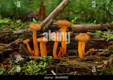 Gruppe der kleinen orange Pilze wachsen auf morschem Holz in einem Pinienwald. Stockfoto