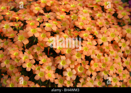Massoniana Oxalis, Oxalidaceae, Südafrika Stockfoto