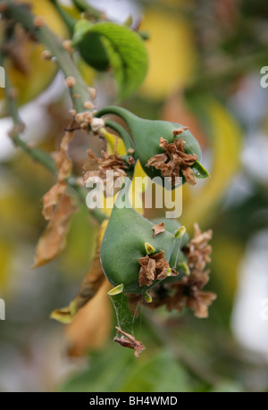 Frucht des Rosenkaktus, Pereskia grandifolia, Cactaceae, Brasilien, Südamerika. SYN. Kaktus oder Rhodocactus grandifolius, Kaktus Stockfoto