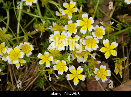 Pochiertes Ei Pflanze, Limnanthes Douglasii, einzigen, Kalifornien und Oregon, USA. Auch bekannt als Spiegeleier, Douglas Wiese-Schaum Stockfoto