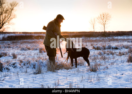 Silhouette der Jagdhund Fasan während Dreharbeiten abrufen. Kleine Dalby Estate. Leicestershire. Vereinigtes Königreich. Stockfoto