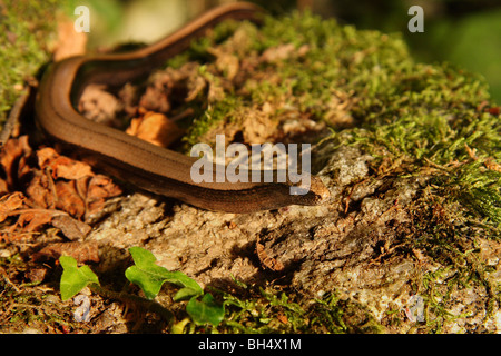 Blindschleiche (geschiedenen Fragilis) Bewegung über einer alten Steinmauer bedeckt in Moos, Efeu und Laub. Stockfoto