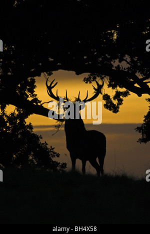 Rothirsch (Cervus Elaphus) Hirsch auf einer Anhöhe in der Morgendämmerung. Stockfoto