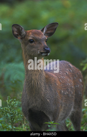 Weibliche chital Rotwild (Achse-Achse) in den frühen Morgenstunden. Stockfoto