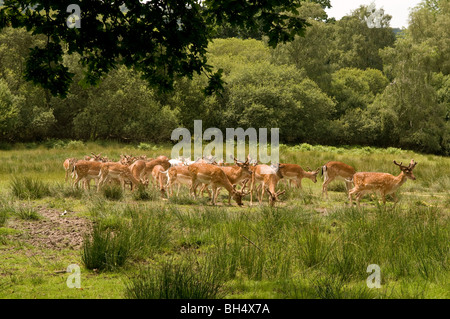 Der Herde Damwild im New Forest. Stockfoto