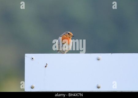 Robin (Erithacus Rubecula) sitzen auf einem Schild in der Nähe von Ballachulish am Loch Leven. Stockfoto