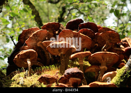 Masse der Pilze wachsen auf faulenden Baumstamm in Kinlochleven. Stockfoto