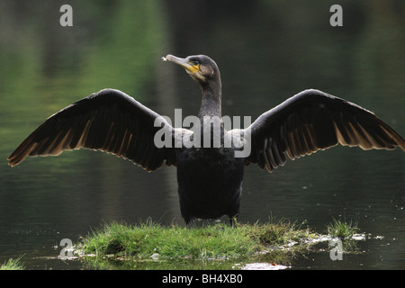 Kormoran (Phalacrocorax Carbo) trocknen ihre Flügel nach dem Angeln am Krankenhaus man in der Nähe von Glencoe. Stockfoto
