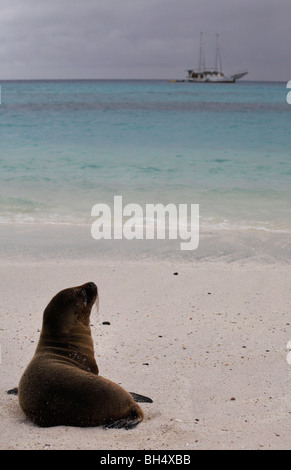 Ecuador Galapagos-Seelöwe (Zalophus Wollebacki) Stockfoto