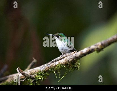 Anden Smaragd (Amazilia Franciae) Kolibri thront auf Zweig. Stockfoto