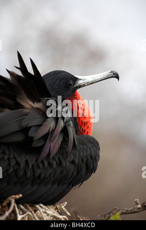 Männliche herrlichen Fregattvogels (Fregata magnificens) sitzen im Nest an der North Seymour Insel. Stockfoto