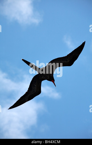 Männlichen Fregattvogels (Fregata) im Flug bei Punta Suarez, Espanola Insel. Stockfoto