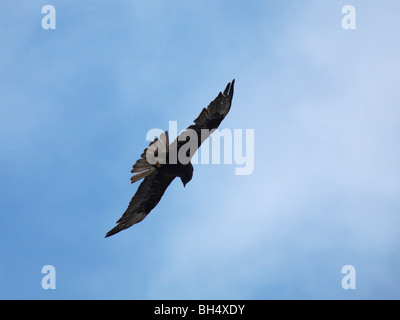 Galapagos-Falke (Buteo Galapagoensis) im Flug bei Punta Suarez, Espanola Insel. Stockfoto