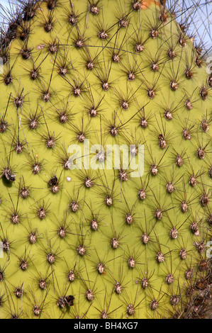 Nahaufnahme der Riese droopy Feigenkaktus (Opuntia Spp Echios Var Echios) in Dragon Hill, Insel Santa Cruz. Stockfoto