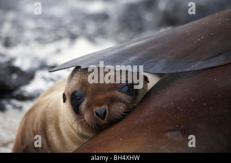 Galapagos-Seelöwe (Zalophus Wollebacki) pup peeping Out unter ihrer Mütter Flipper auf Mosquera Inselchen. Stockfoto