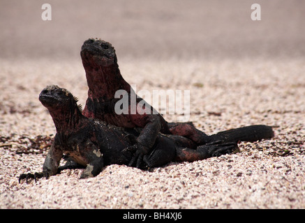 Paar von Galapagos marine Iguana (Amblyrhynchus Cristatus Venustissimus) Paarung am Punta Suarez, Espanola Insel. Stockfoto