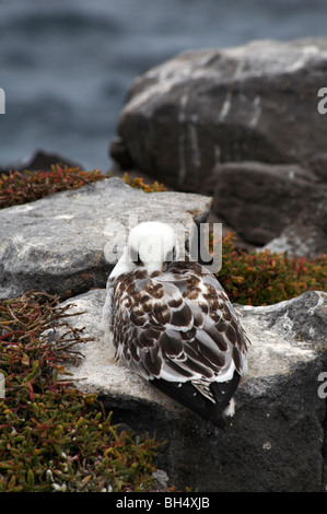 Unreife Schwalbe tailed Möwe (Larus Furcatus) setzte sich auf Felsen am South Plaza Insel, Galapagos, Ecuador im September Stockfoto