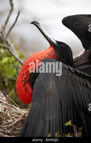 Männliche herrlichen Fregattvogels (Fregata magnificens) Stockfoto