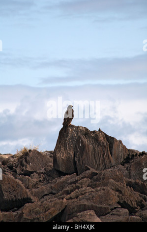 Galapagos Falke (Buteo Galapagoensis) sitzen auf den Felsen am Punta Suarez, Espanola Insel. Stockfoto