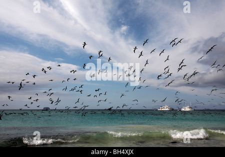 Schwärme von blue footed Boobies (Sula Nebouxii Excisa) über der Meeresküste Bachas Beach, Santa Cruz Island fliegen. Stockfoto