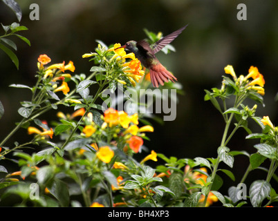 Rufous tailed Kolibri (Amazilia Tzacatl) Fütterung von bunten Wandelröschen (Lantana Camara) in Mindo. Stockfoto