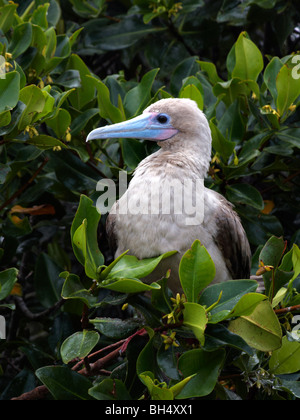 Red footed Sprengfallen (Sula Sula Websteri) thront im Baum an Darwin Bay Beach, Genovesa Island. Stockfoto