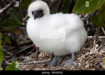 Junge rote footed Sprengfallen (Sula Sula Websteri) am Nest an Darwin Bay Beach, Genovesa Island. Stockfoto