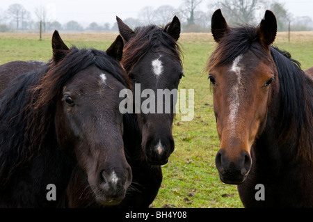 Drei junge Pferde im Feld. Stockfoto