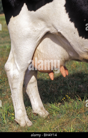 HOLSTEIN KUH EUTER, ORNE (61) Stockfoto